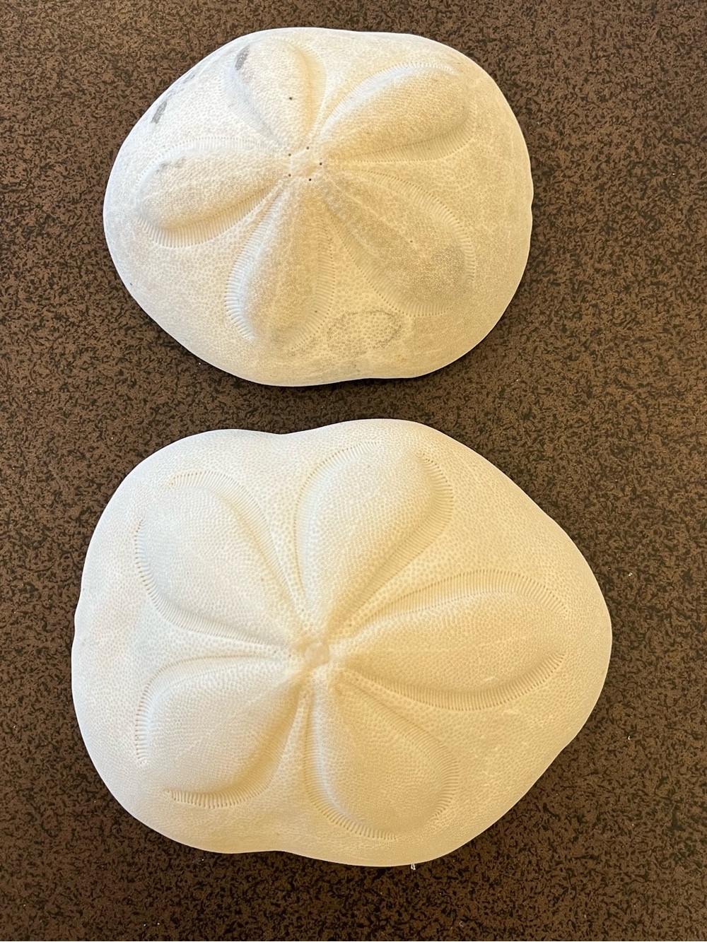 Puffy Sand Dollars / Sea Biscuits / Sea Shells Coastal Beach Decor